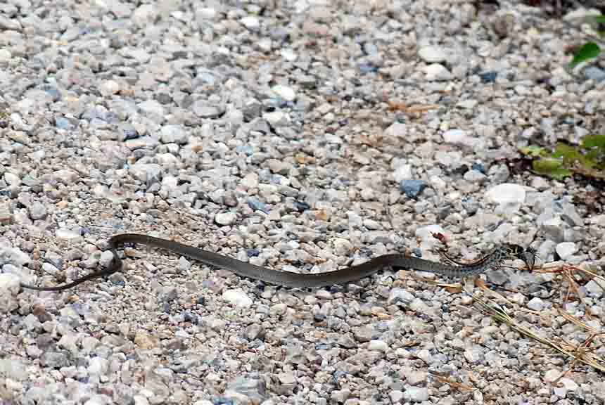 Rettile con preda da identificare